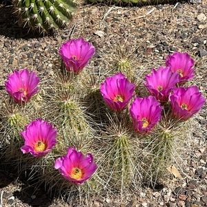 Meet your Posher, Theresa